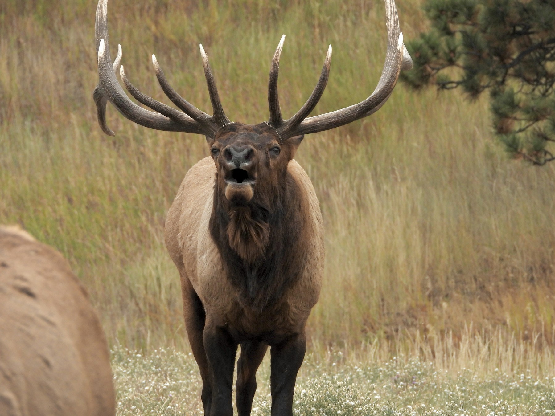 A bull elk calling during autumn