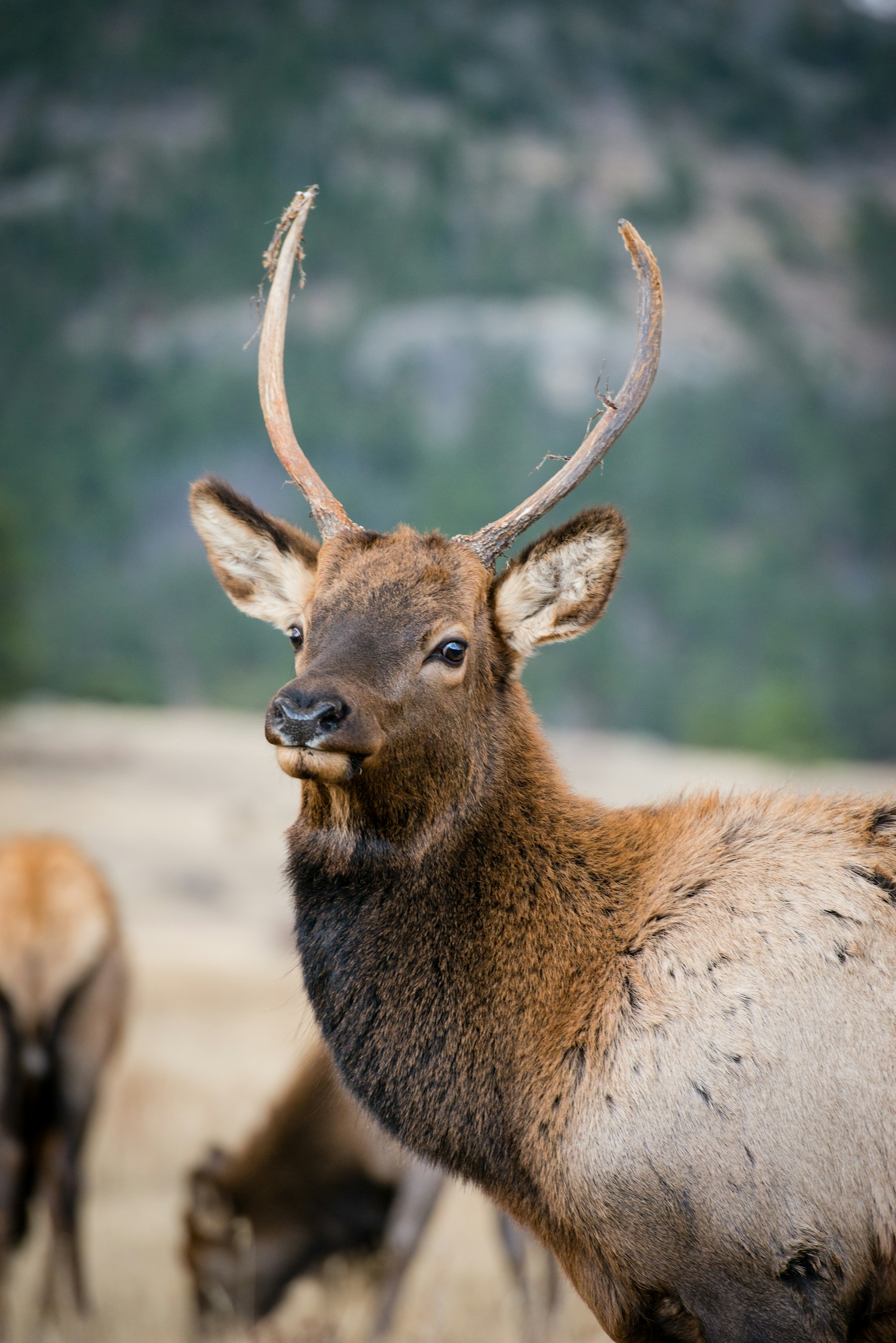 Young spike bull elk facing the camera in a meadow