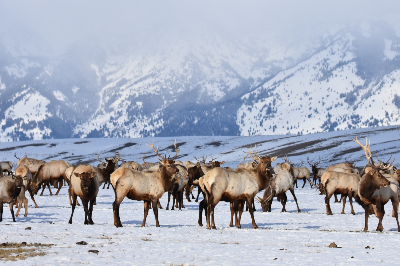 A large elk herd on a snowy plain beneath mountains