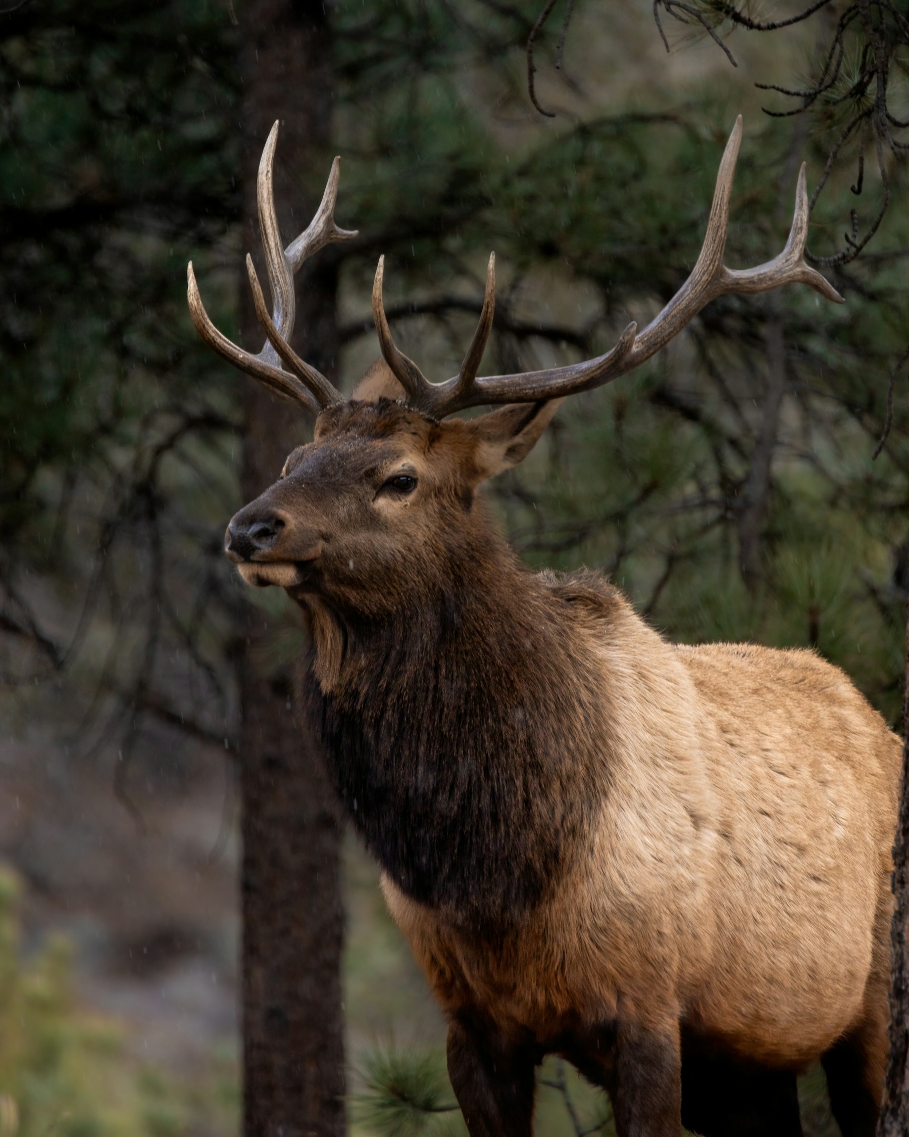 Bull elk standing at the edge of a conifer forest