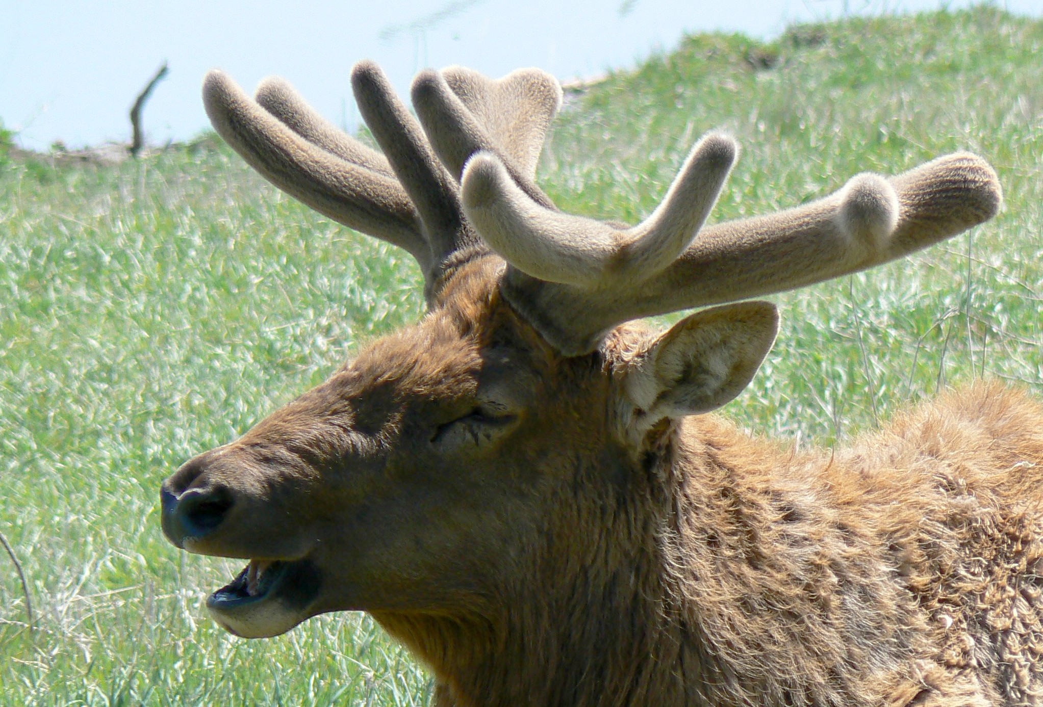 Real photograph of a Rocky Mountain elk with velvet-covered antlers